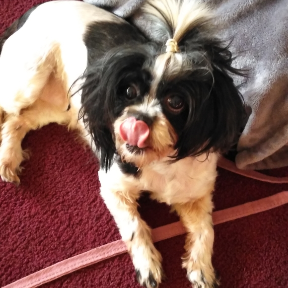 Meet your Posher, Zelma - Picture 2 of 5